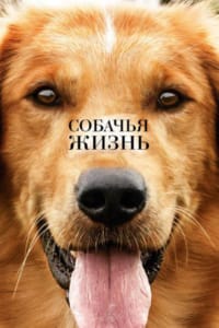 Собачья жизнь